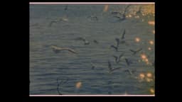 Birds go to die in Peru