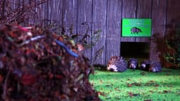 The Littlest Hoglet - Director's Cut