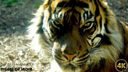 The Last Maneater: Killer Tigers of India