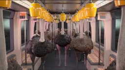 Ostrich Politic